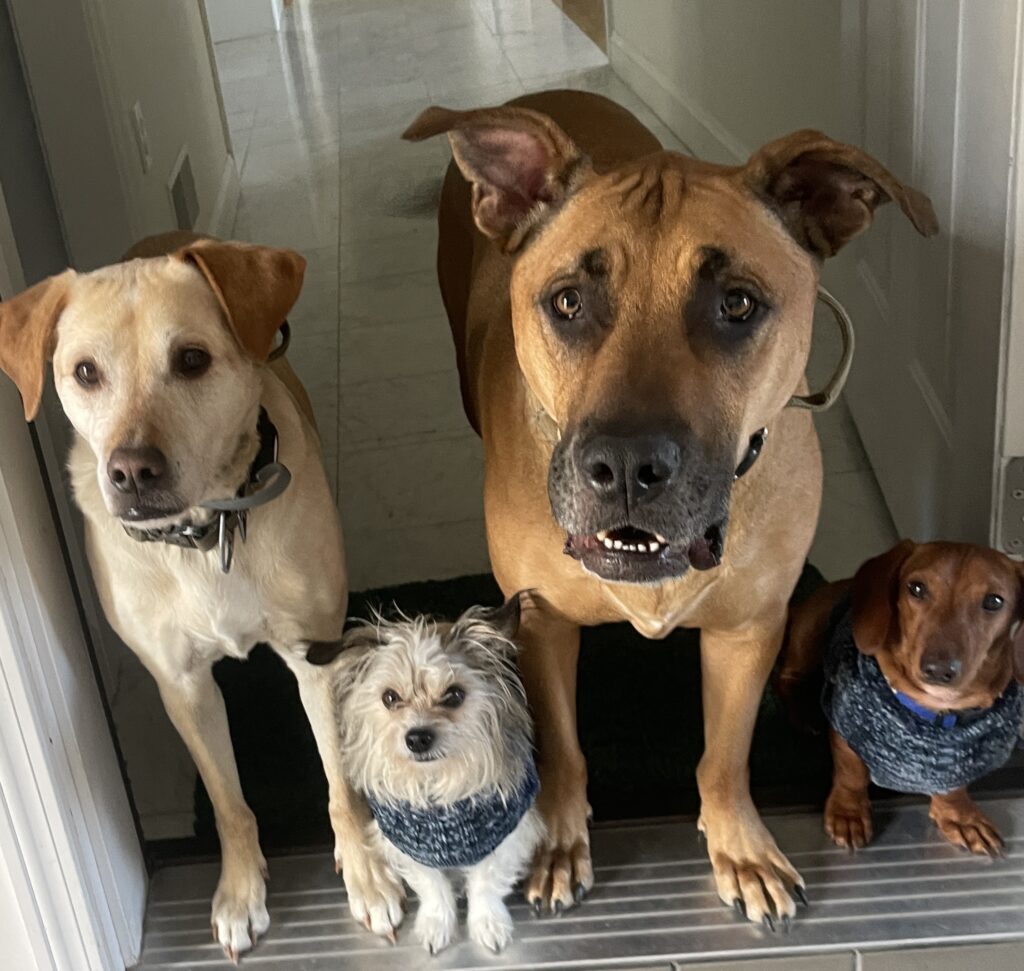 Photo of Lucy, TJ, Maxwell, and Charlie Razsadin