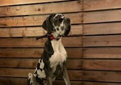 Photo of Pickles Berghammer