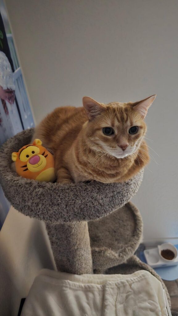 Photo of Tigger Flores-Chavira