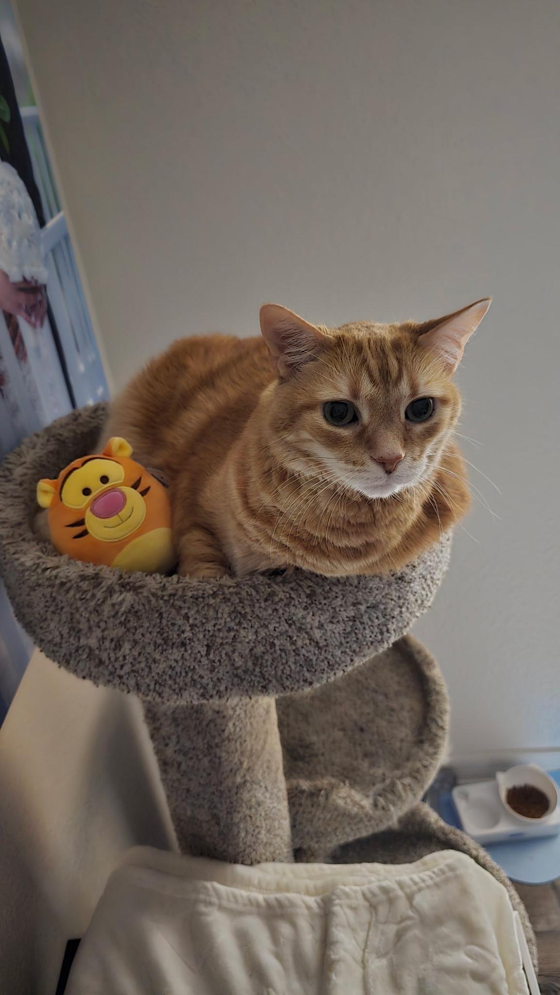 Photo of Tigger Flores-Chavira